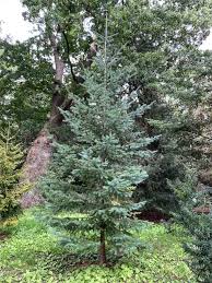 Attēlu rezultāti vaicājumam “Pseudotsuga menziesii var. glauca”