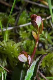 Attēlu rezultāti vaicājumam “Oxycoccus bud”