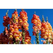 Image result for Antirrhinum majus maximum