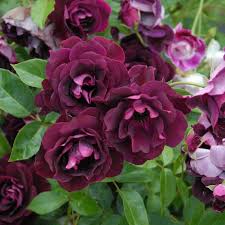 「アイスバーグ」の画像検索結果