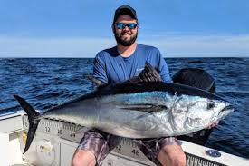 Image result for Thunnus thynnus
