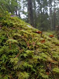 Attēlu rezultāti vaicājumam “Hylocomium splendens sporophyte”