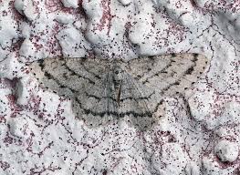 Attēlu rezultāti vaicājumam “Ectropis crepuscularia”