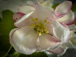 Attēlu rezultāti vaicājumam “Malus domestica flower”