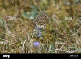 Attēlu rezultāti vaicājumam “Argynnis niobe”