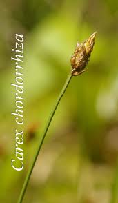 Attēlu rezultāti vaicājumam “Carex chordorrhiza”