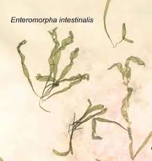 Attēlu rezultāti vaicājumam “Enteromorpha sp.”