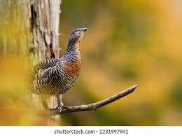 Attēlu rezultāti vaicājumam “Tetrao urogallus female”