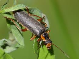 Attēlu rezultāti vaicājumam “Cantharis nigricans”
