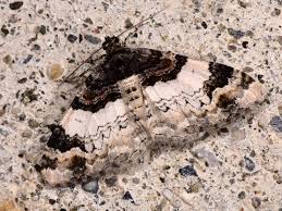 Attēlu rezultāti vaicājumam “Catarhoe cuculata”