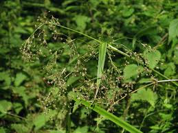 Attēlu rezultāti vaicājumam “Scirpus sylvaticus”