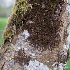 Attēlu rezultāti vaicājumam “Frullania dilatata”