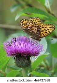 Attēlu rezultāti vaicājumam “Brenthis ino upperside”