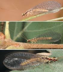 Attēlu rezultāti vaicājumam “Chrysopa”