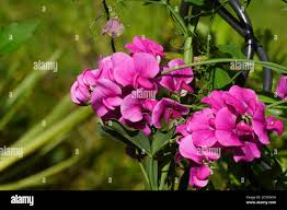 Attēlu rezultāti vaicājumam “Lathyrus latifolius”