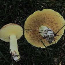 Attēlu rezultāti vaicājumam “Suillus granulatus”