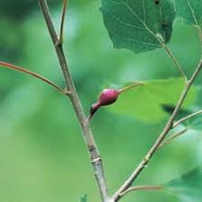 Attēlu rezultāti vaicājumam “Contarinia petioli”