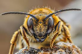 Attēlu rezultāti vaicājumam “Andrena haemorrhoa female”