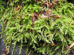 Attēlu rezultāti vaicājumam “Brachythecium”