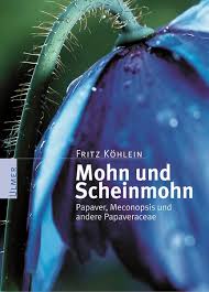 Image result for Scheinmohn