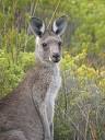 Eastern Grey Kangaroo - BIRD