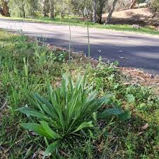 Attēlu rezultāti vaicājumam “Plantago lanceolata leaf”