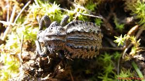 Image result for Brachycerus undatus