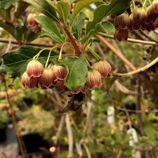 Attēlu rezultāti vaicājumam “Enkianthus chinensis”