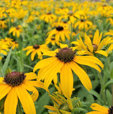 Image result for Rudbeckia Paradisio