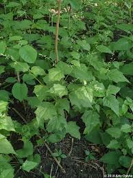 Attēlu rezultāti vaicājumam “Chenopodium acerifolium leaf”