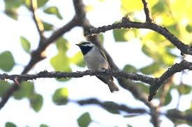 Image result for Vermivora chrysoptera