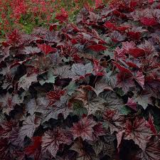 Image result for HEUCHERA americana 'Palace Purple Auslese'