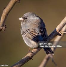 Image result for Junco hyemalis