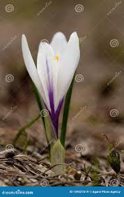 Attēlu rezultāti vaicājumam “Crocus vernus subsp. vernus”
