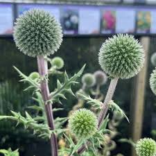 Image result for Echinops spaerocephalus