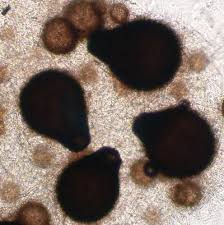 Attēlu rezultāti vaicājumam “Sordaria fimicola”