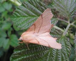 Attēlu rezultāti vaicājumam “Ennomos erosaria”