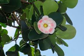 Attēlu rezultāti vaicājumam “Autographa excelsa”