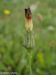 Attēlu rezultāti vaicājumam “Hypochaeris radicata fruit”