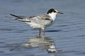 Attēlu rezultāti vaicājumam “Sterna hirundo adult”