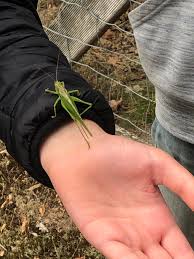 Attēlu rezultāti vaicājumam “Tettigonia viridissima”