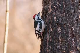 Attēlu rezultāti vaicājumam “Dendrocopos medius nest”