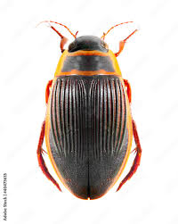 Attēlu rezultāti vaicājumam “Dytiscus marginalis”