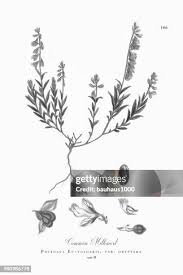 Attēlu rezultāti vaicājumam “Polygala vulgaris”