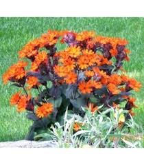 Attēlu rezultāti vaicājumam “Silene x arkwrightii Vesuvius flower”