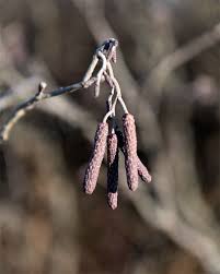 Attēlu rezultāti vaicājumam “Alnus incana female flower”