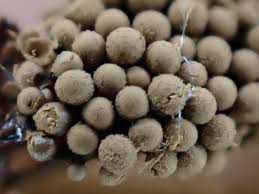 Attēlu rezultāti vaicājumam “Cribraria macrocarpa stalked”