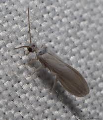 Attēlu rezultāti vaicājumam “Coniopterygidae”