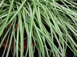 Attēlu rezultāti vaicājumam “Carex ornithopoda leaf”