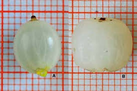 Attēlu rezultāti vaicājumam “Viscum album fruit”